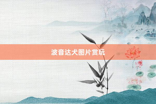 波音达犬图片赏玩
